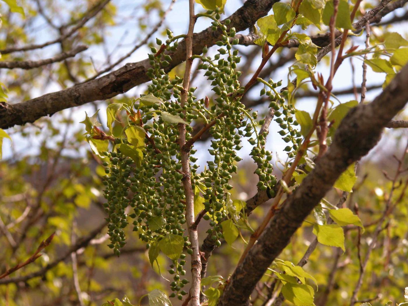 Poplar, Black flower